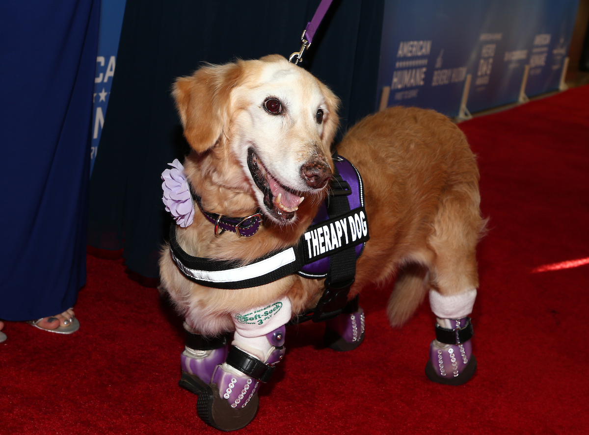 Chi Chi on the red carpet